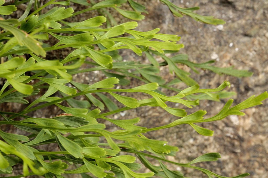 Asplenium x alternifolium?